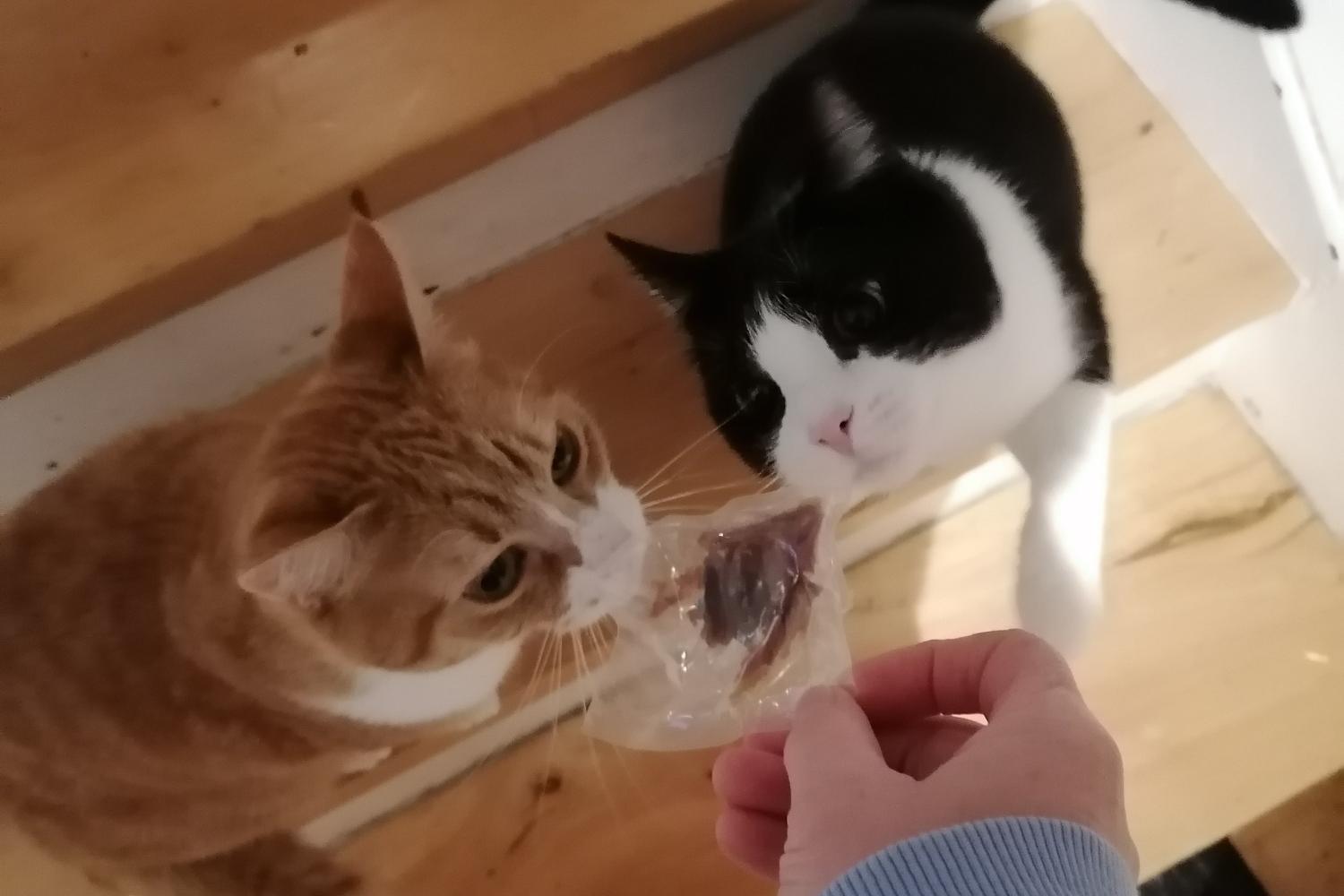 14. Dezember - Katzen