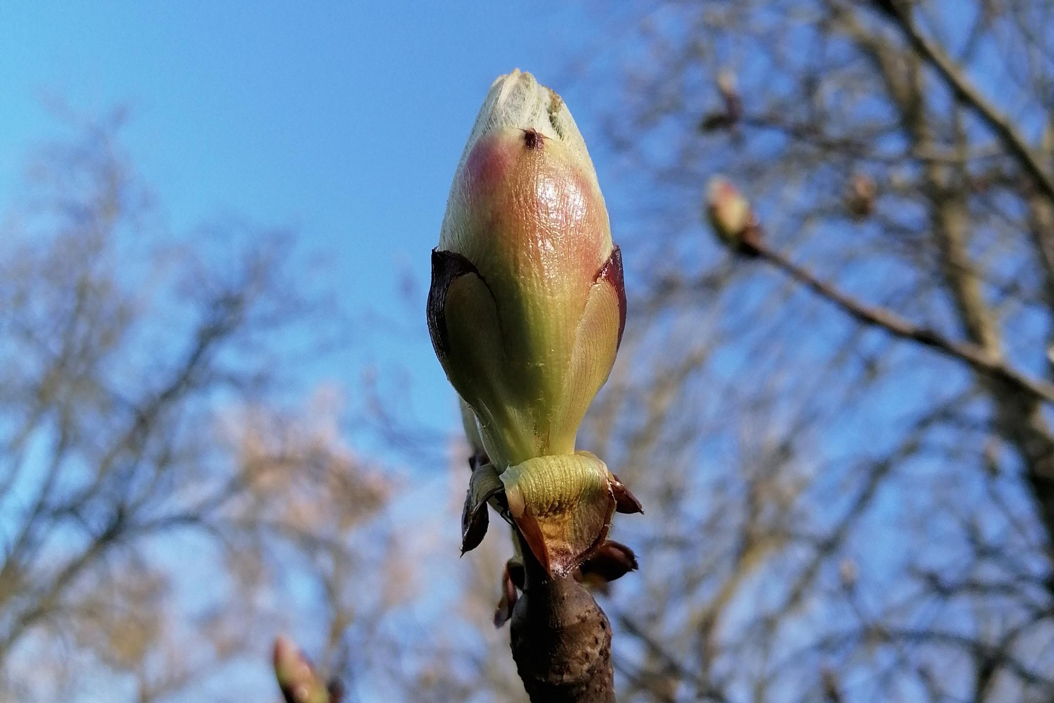 Knospe